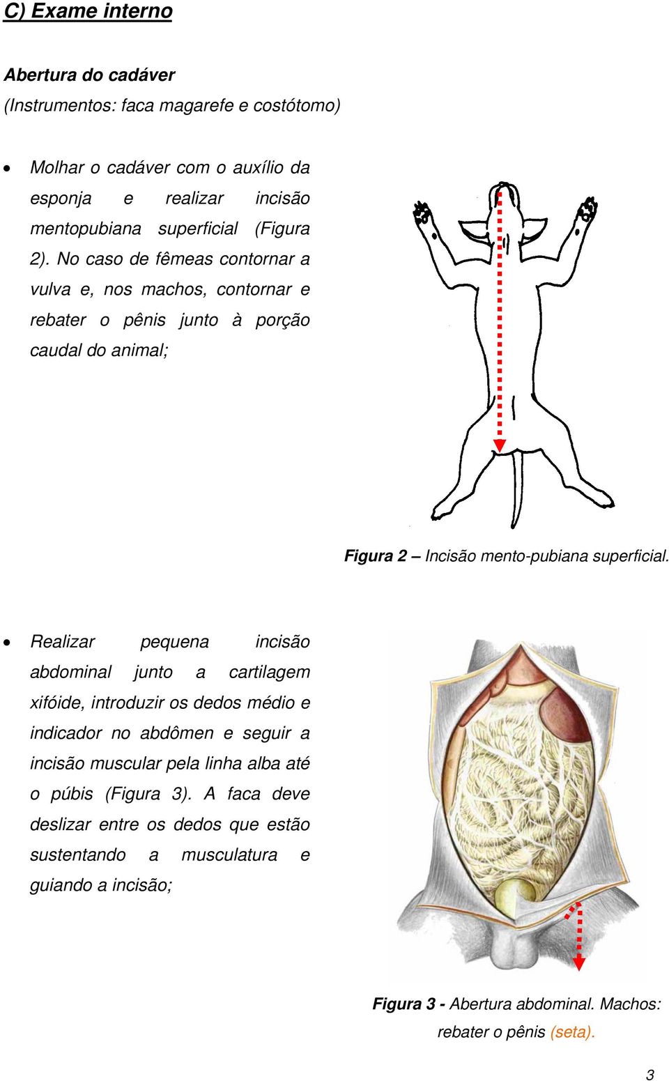 Realizar pequena incisão abdominal junto a cartilagem xifóide, introduzir os dedos médio e indicador no abdômen e seguir a incisão muscular pela linha alba até o púbis