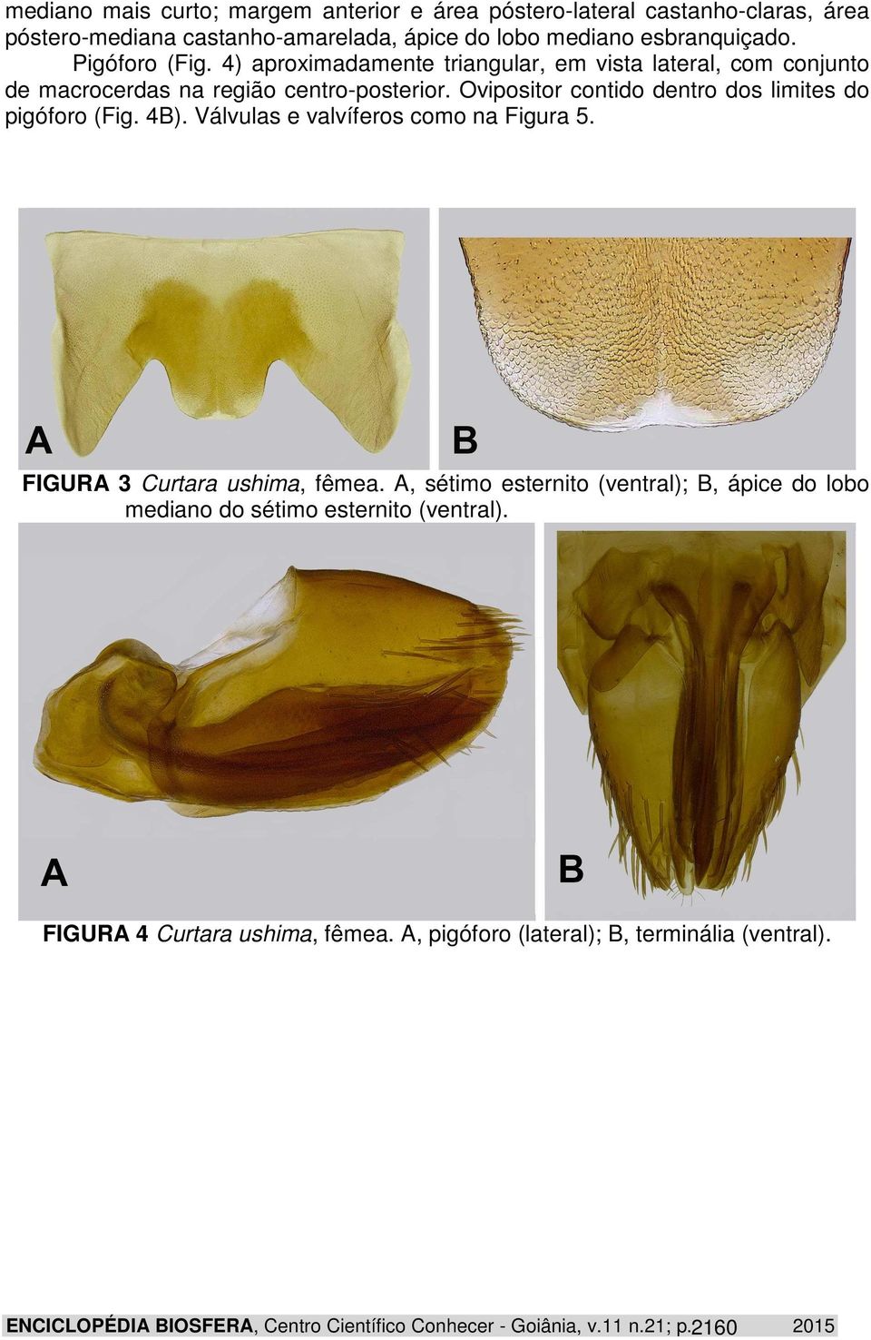 Ovipositor contido dentro dos limites do pigóforo (Fig. 4B). Válvulas e valvíferos como na Figura 5. FIGURA 3 Curtara ushima, fêmea.