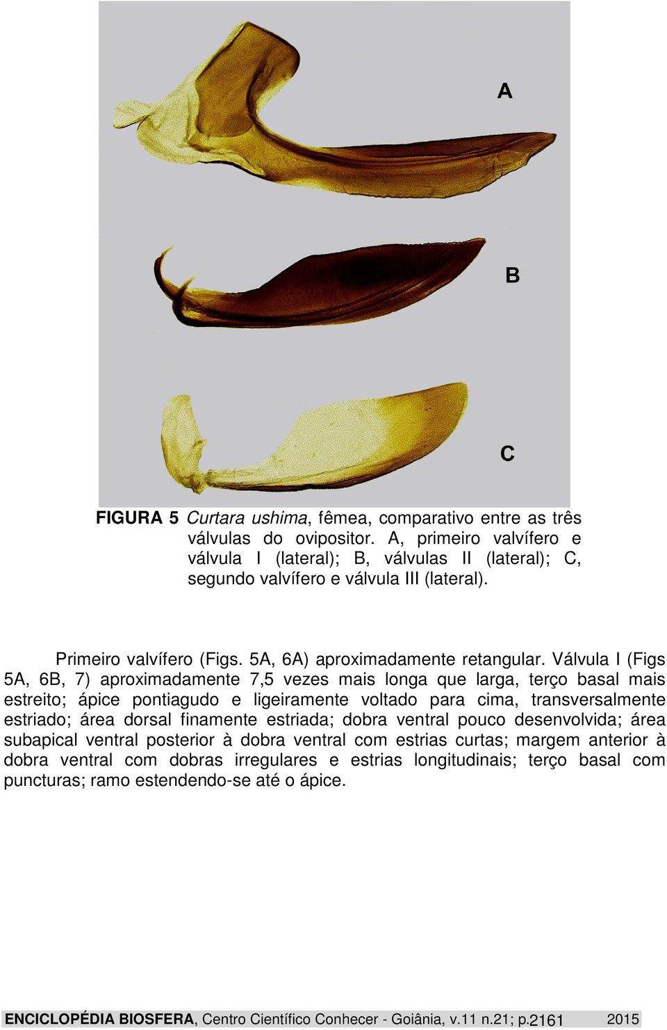 Válvula I (Figs 5A, 6B, 7) aproximadamente 7,5 vezes mais longa que larga, terço basal mais estreito; ápice pontiagudo e ligeiramente voltado para cima, transversalmente estriado; área dorsal