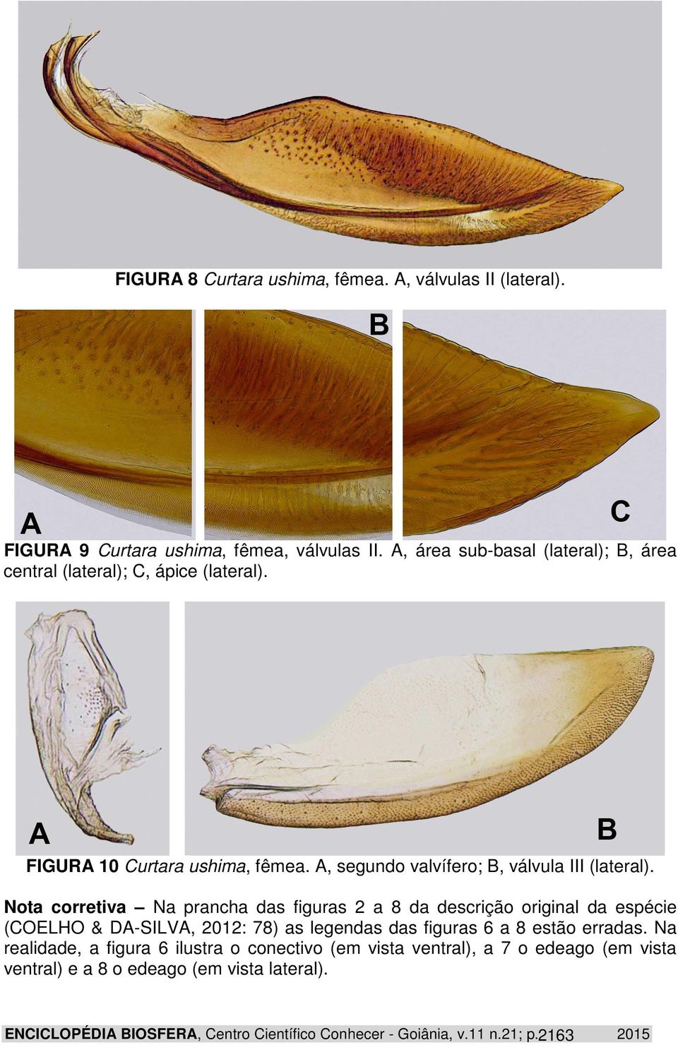 Nota corretiva Na prancha das figuras 2 a 8 da descrição original da espécie (COELHO & DA-SILVA, 2012: 78) as legendas das figuras 6 a 8 estão erradas.