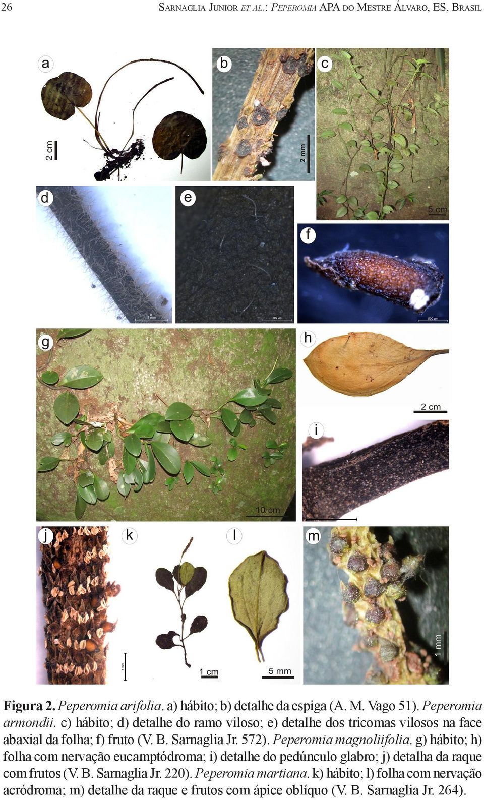 Peperomia magnoliifolia. g) hábito; h) folha com nervação eucamptódroma; i) detalhe do pedúnculo glabro; j) detalha da raque com frutos (V. B.