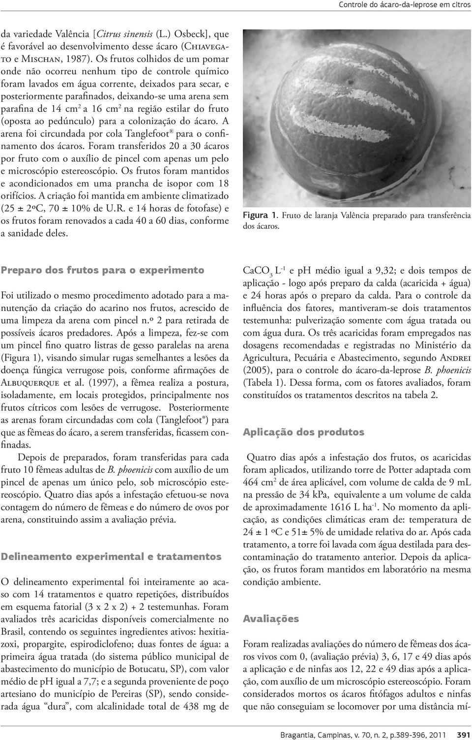 de 14 cm 2 a 16 cm 2 na região estilar do fruto (oposta ao pedúnculo) para a colonização do ácaro. A arena foi circundada por cola Tanglefoot para o confinamento dos ácaros.