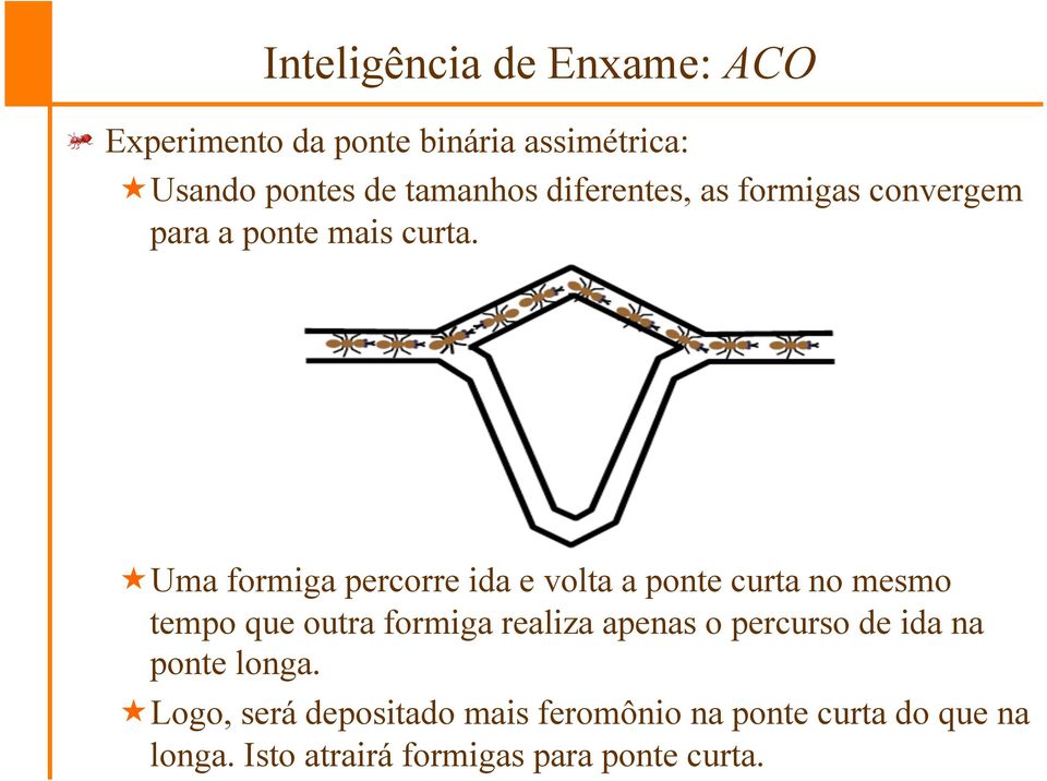 convergem para a ponte mais curta.