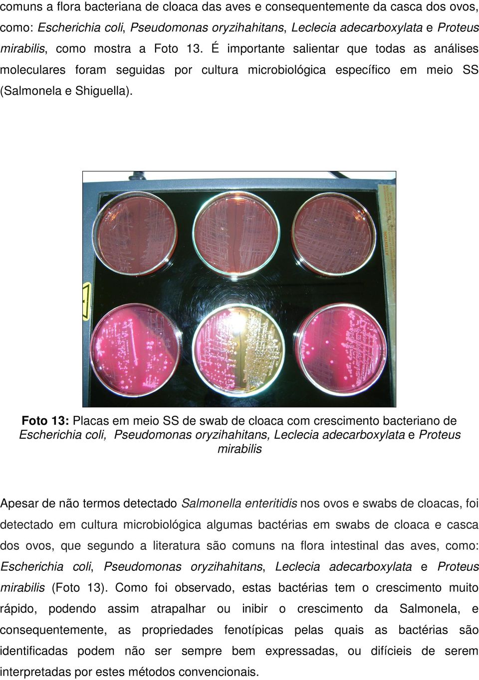 Foto 13: Placas em meio SS de swab de cloaca com crescimento bacteriano de Escherichia coli, Pseudomonas oryzihahitans, Leclecia adecarboxylata e Proteus mirabilis Apesar de não termos detectado