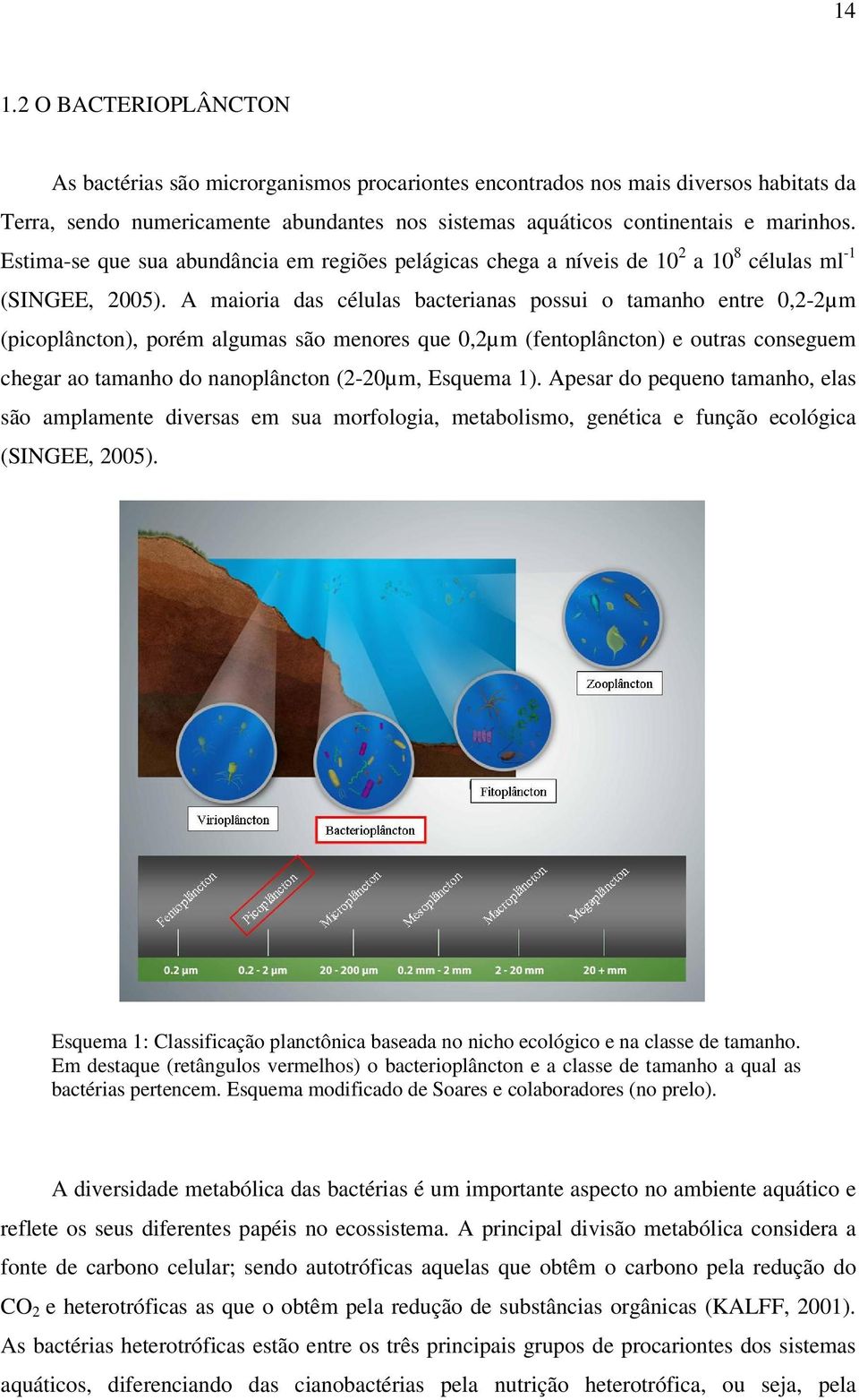 A maioria das células bacterianas possui o tamanho entre 0,2-2µm (picoplâncton), porém algumas são menores que 0,2µm (fentoplâncton) e outras conseguem chegar ao tamanho do nanoplâncton (2-20µm,