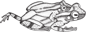 338 Miranda, D.B. et al.: Biologia Reprodutiva de Dendropsophus werneri A movimentação do membro posterior foi feita com uma extensão e retração rápida do membro, de modo semelhante a um chute.