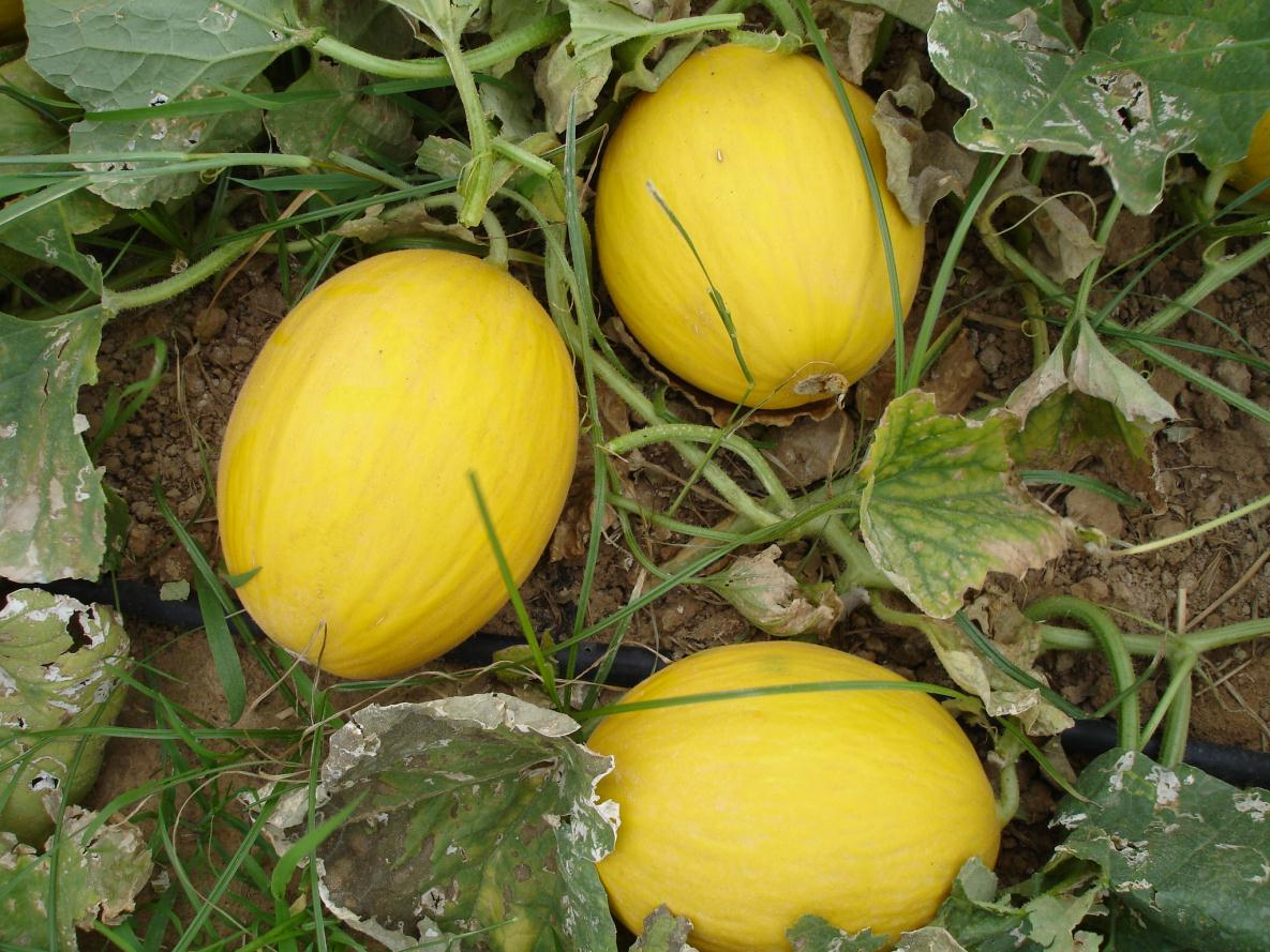 Figura 1. Frutos da cultivar BRS Araguaia (fruits of BRS Araguaia cultivar).