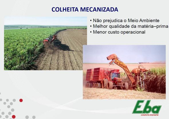 FATORES que interferem na Matéria Prima Planejamento agrícola O controle da maturação, de queima, da colheita e da deterioração é fundamental para o bom desempenho da unidade agroindustrial Queima