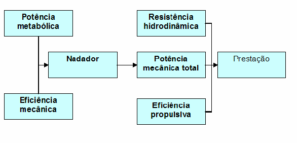 actividade cíclica, que o nadador repete inúmeras vezes por dia, podendo assim supor um investimento mais direccionado para aspectos condicionais, possuir na técnica desportiva enquanto agente