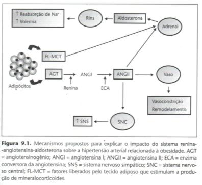 Lipotoxicidade Obesidade e Diabetes tipo 2 AGL Adiponectina Resistina IL-6 TNF-α RBP-4 (proteína ligada ao retinol 4) Influência no Hipotálamo Resistência a Insulina Hiperglicemia Hiperinsulinemia