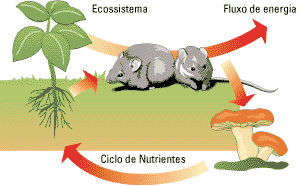 A Biosfera e seu equilíbrio A interdependência entre os seres bióticos e abióticos Fluxo de energia na biosfera: espécie de intercâmbio entre os meios biótico e abiótico Fonte primária dessa energia