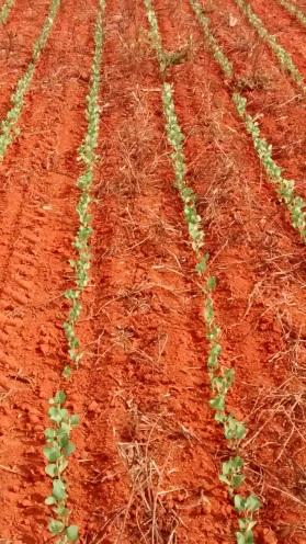 RELATÓRIO FOTOGRÁFICO Plantio no município de Nova Alvorada do Sul Lavoura no município de Campo Grande