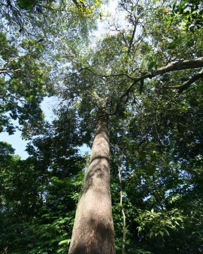 NIT Amazônia Oriental Em 2002, sobre a influência da Convenção da Diversidade Biológica (CDB) e da Medida Provisória Nº. 2186/2001.