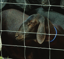 Cercas Agro Cercas prontas 3 vezes mais Belgo Campestre Diferentes espaçamentos de fios para a criação de animais de médio porte com economia e segurança; Instalação fácil e rápida; Cerca pronta.