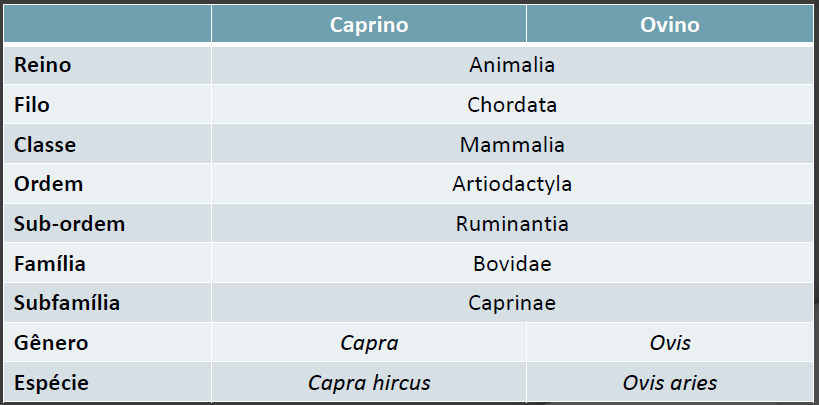 OVINOS e CAPRINOS