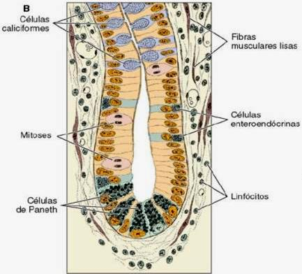 Muscular: músculo liso Circular interna Longitudinal externa Plexo Mioentérico (ou de Auerbach) = gânglios intramurais que regulam o