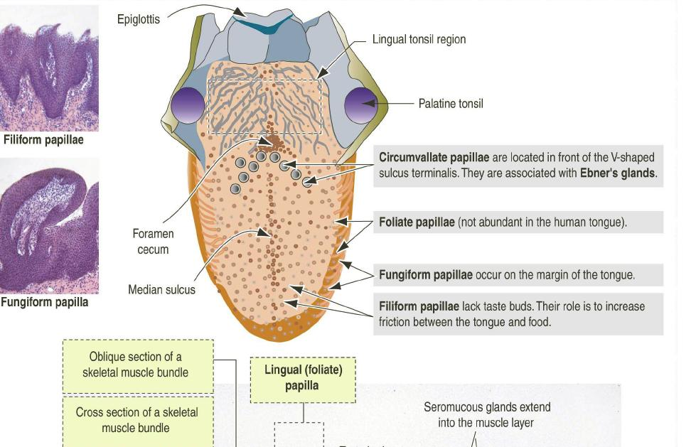 Papilas linguais Língua Face superior ou Superfície dorsal epitélio estratificado pavimentoso com pequenas saliências papilas linguais Face inferior ou Superfície ventral mucosa lisa, abertura dos