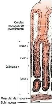 Estômago Dilatação do tubo digestório Regiões: Cárdia Fundo e Corpo Piloro Mucosa: Epitélio simples cilíndrico Glândulas gástricas (glândulas tubulares ramificadas) Vários tipos celulares Formadas