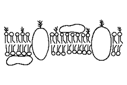 1) (UFPR) Abaixo, pode-se observar a representação esquemática de uma membrana plasmática celular e de um gradiente de concentração de uma pequena molécula X ao longo dessa membrana.