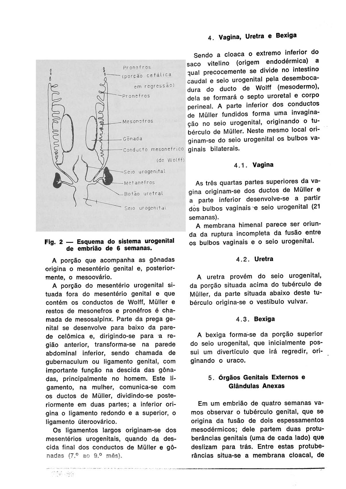 4. Vagina, Uretra e Bexiga» Pronefros (porção cefálica ( em regressão) pronefros Mesonefros Gônada Conducto mesonefrico (de Wolff) -Seio urogenital -Metanef ros -Botão urcfral Seio urogenital Pig.