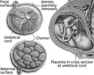 Embrião/feto: precisa do corpo da mãe para - obter O 2 e nutrientes - eliminar produtos da excreção Interface feto-materna: - PLACENTA trofoblasto - CÓRION - ÂMNIO ectoderma - SACO VITELINO endoderma
