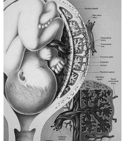 Membrana placentária - São conjuntos de tecidos extrafetais que separam o sangue materno do sangue fetal Constituição: Até a 20ª semana Produtos de excreção e CO 2 do feto (sangue pobre em O 2 ) são
