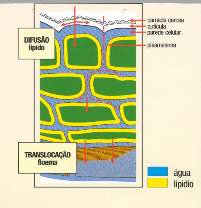 Translocação