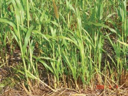 (FRIBOURG, 1995). A prática tem revelado que só são bemsucedidas as semeaduras realizadas a partir de outubro, quando a temperatura do solo situa-se em torno de 20 0 C.
