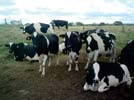 Vacas leiteiras sob estresse calórico perdem drasticamente desempenho produtivo, reprodutivo e sanitário.