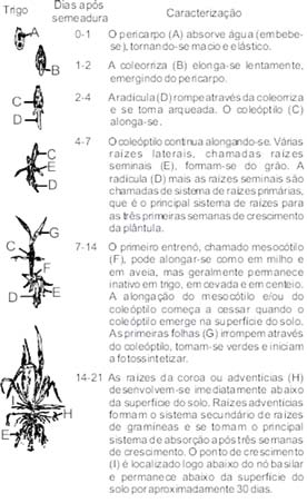 cima e, alcançada a superfície do solo, desenvolve um colmo com folhas. O cotilédone permanece no pericarpo, servindo de reserva.