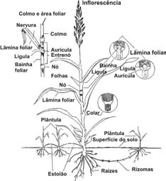O colmo das gramíneas, na maioria das espécies, é oco e é constituído de nós e entrenós (Figura 2.2). Cada nó tem sua folha correspondente.