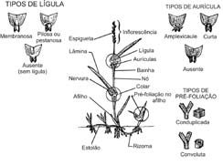 bainha, no limite com a lâmina foliar. Em diversas espécies pode faltar (capim-arroz) e em muitas é substituída por uma faixa de pêlos.