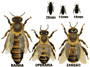 ABELHAS ABELHAS Manutenção da colmeia Postura de ovos e