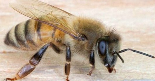 RAÇAS DE ABELHAS CRIÁVEIS Apis mellifera ligustica (abelha italiana) Itália Coloração amarela intensa; produtivas e muito mansas, são as abelhas mais populares entre apicultores de todo o mundo