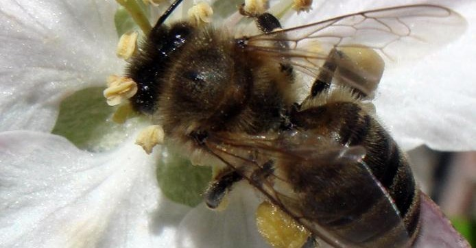 RAÇAS DE ABELHAS CRIÁVEIS Apis mellifera caucasica Vale do Cáucaso, na Rússia Coloração cinza-escura, com um aspecto azulado, pelos curtos e língua