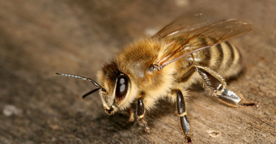 RAÇAS DE ABELHAS CRIÁVEIS Apis mellifera carnica (abelha carnica) Sudeste dos Alpes da Áustria, Nordeste da Iugoslávia e Vale do Danúbio Assemelham-se muito com a abelha negra, tendo o abdome cinza