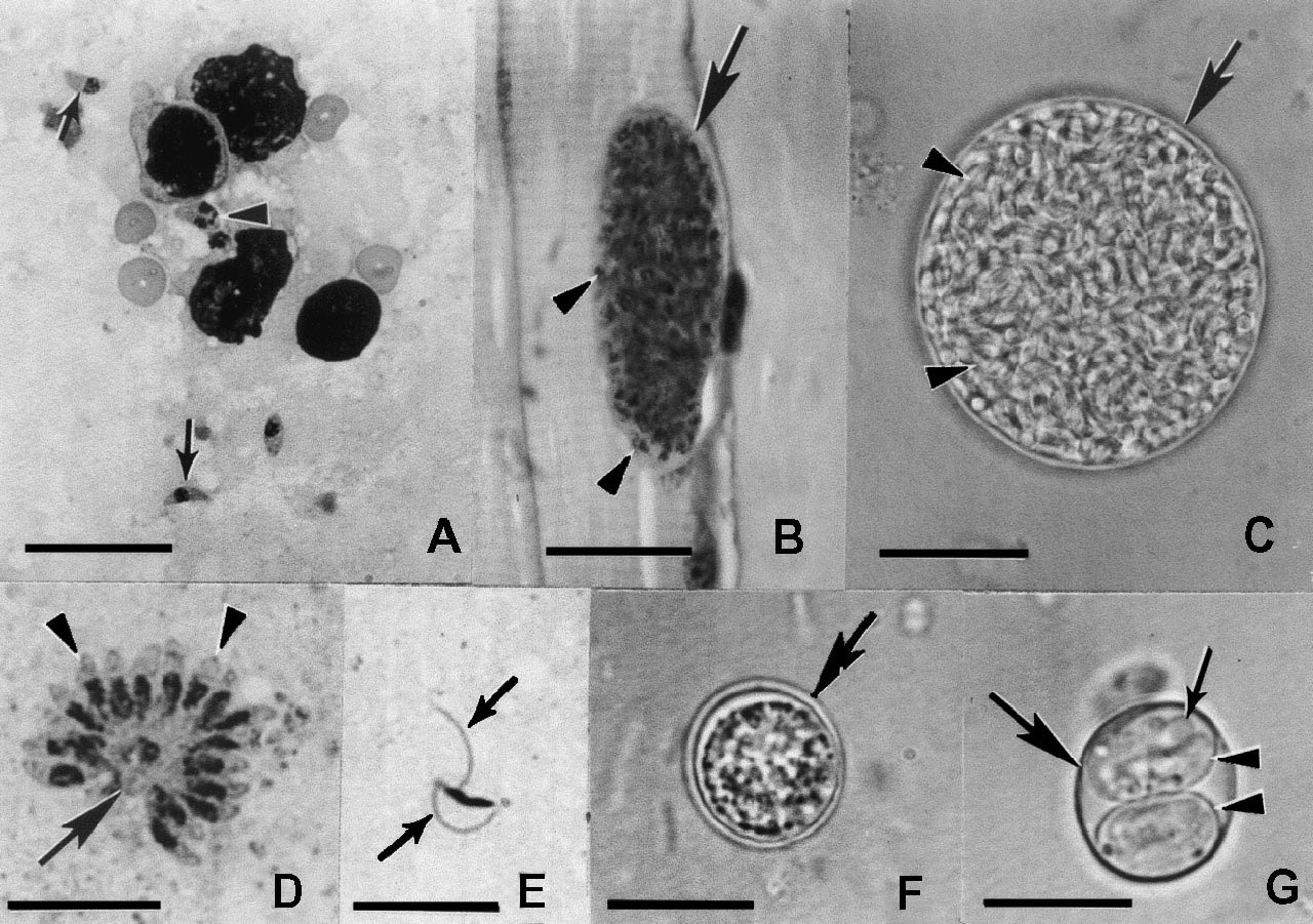 quando esporulados, contêm em seu interior dois esporocistos com quatro esporozoítos cada, podendo permanecer viáveis no meio ambiente por longos períodos em condições adversas, que variam de meses a