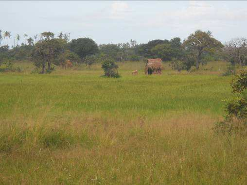 Figura 6.9 Áreas cultivadas na Península de Cabo Delgado Figura 6.10 Campos de milho e arroz na Península de Cabo Delgado 6.4.