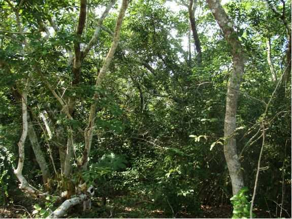 5.4 AMBIENTE BIOLÓGICO - AFUNGI 5.4.1 Vegetação e Habitats Vegetação e Habitats Terrestres As florestas e matas naturais da Península de Afungi têm sido extremamente desbravadas através da exploração