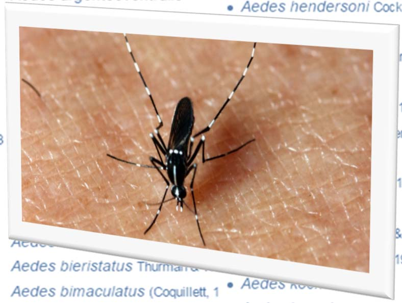 Aedes aegypti