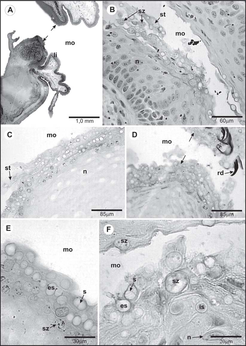 188 Chytrid fungus in Brazilian frogs Figure 2: (A) General view of the tadpole mouth of Hylodes meridionalis, showing the main area of infection (arrows) by B.