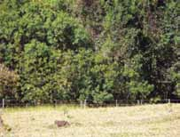 Café Reserva Legal Pastagem Figura 7 a Reserva Legal pode interligar fragmentos florestais próximos, formando corredores ecológicos. Área localizada em Minas Gerais.