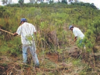 Figura 11- Condução da regeneração natural em área isolada, para que se restaure a mata ciliar mas com custo bem inferior.