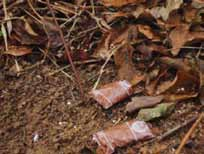 Procedimentos operacionais envolvidos no plantio de espécies arbóreas nativas em área total e na condução da regeneração natural Seqüência operacional de implantação 1 - Controle de formigas