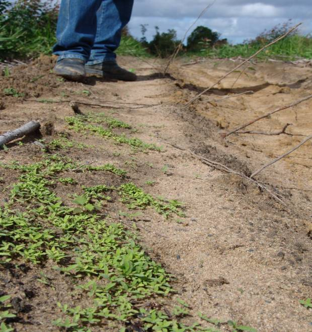 Uso de Herbicida pré-emergente Substituir o coroamento Seletividade