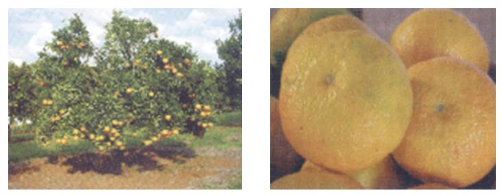 Revisão Bibliográfica Figura 2.1 - Planta e fruto de tangor Ortanique cultivado no Estado do Ceará (Fonte: autor) Figura 2.