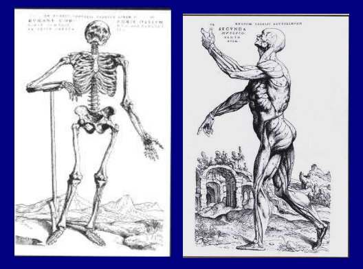Andreas Vesalius (1514-1564). Nascido em Bruxelas. pai da Anatomia.