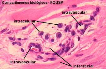 Apresentação dos compartimentos biológicos O intracelular está representado nesta imagem por plasmócitos; o intravascular, por