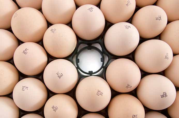 La estructura de panal de las bandejas HD para 84 huevos permite colocar un 12% más de huevos en una incubadora de la misma superficie.