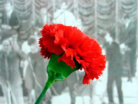1.4.4 Cravo: o símbolo da revolução No próprio dia da revolução, uma pastelaria na Baixa preparava-se para comemorar mais um aniversário oferecendo flores a todos os clientes.